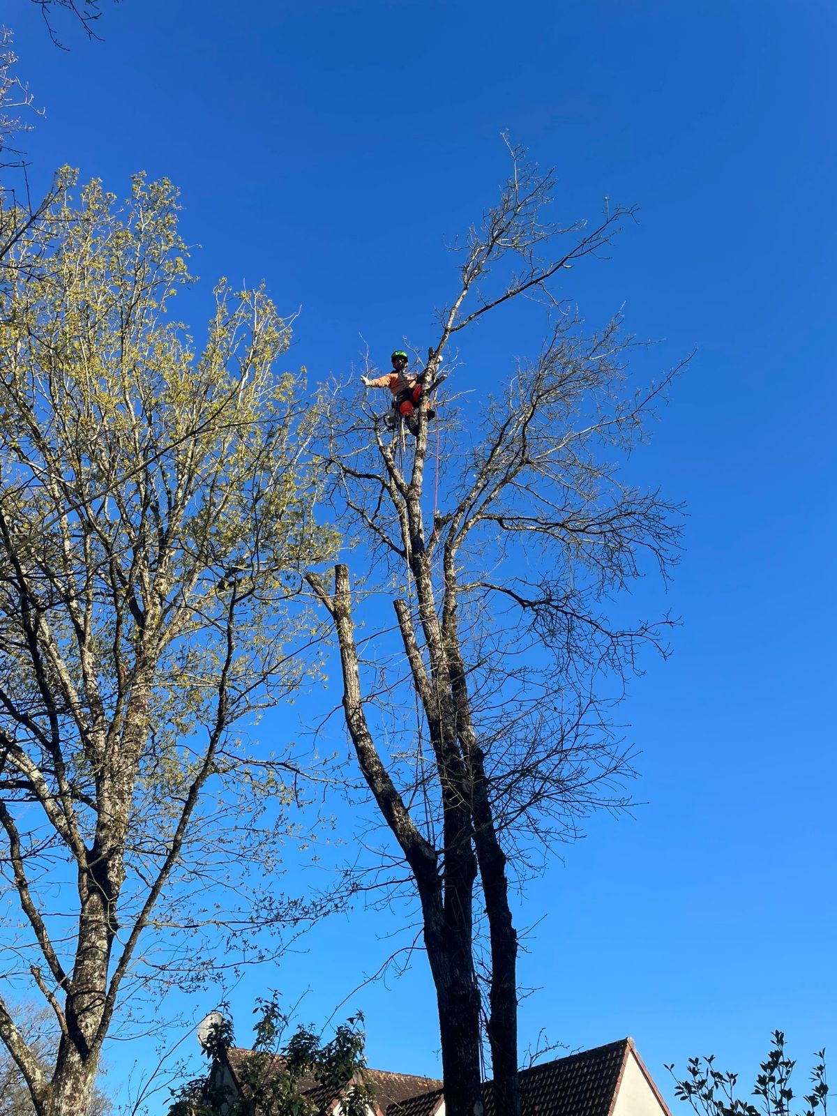 Soins aux arbres par un élagueur professionnel