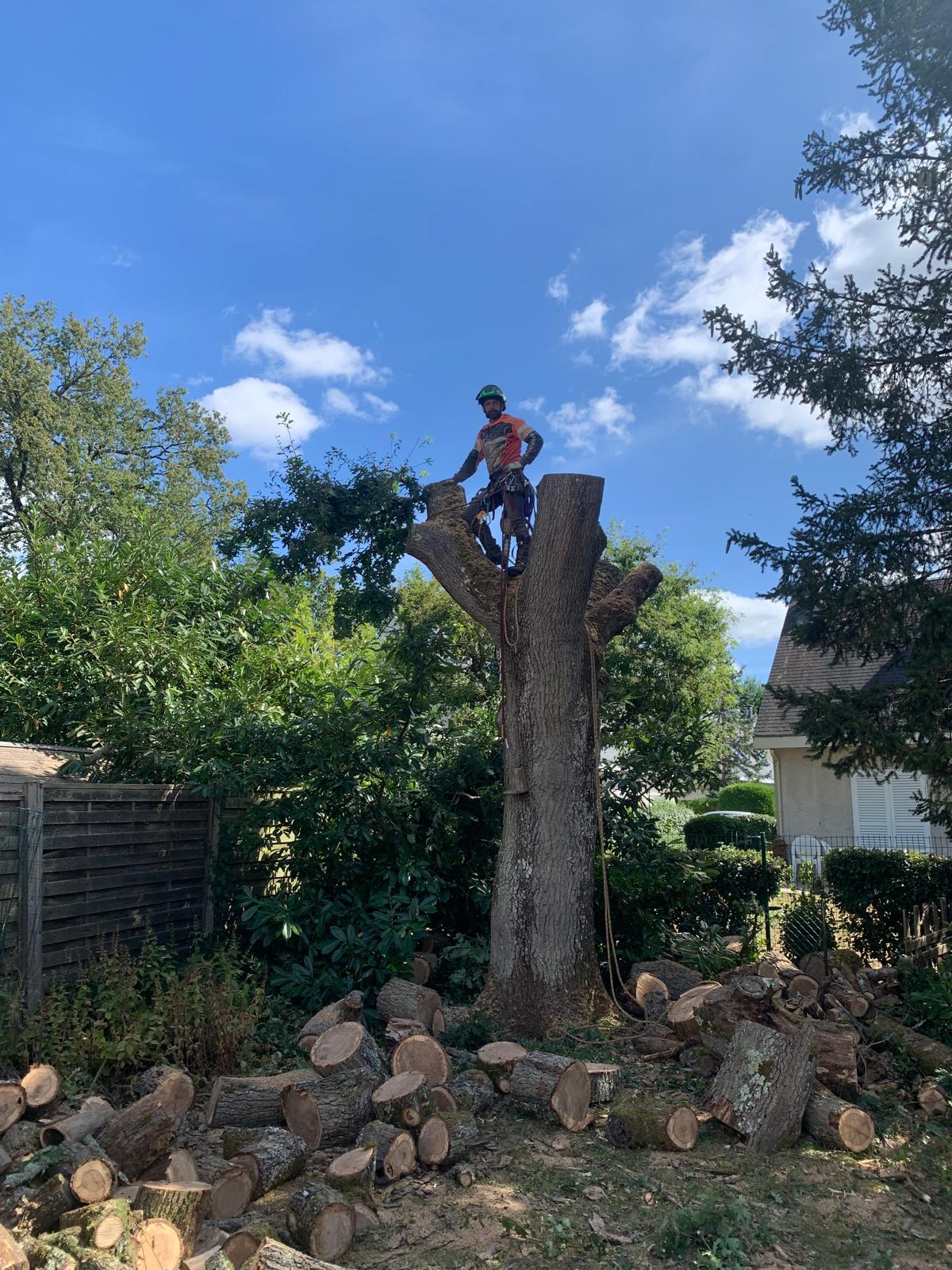 Abattage et démontage d'un arbre dangereux à la tronçonneuse