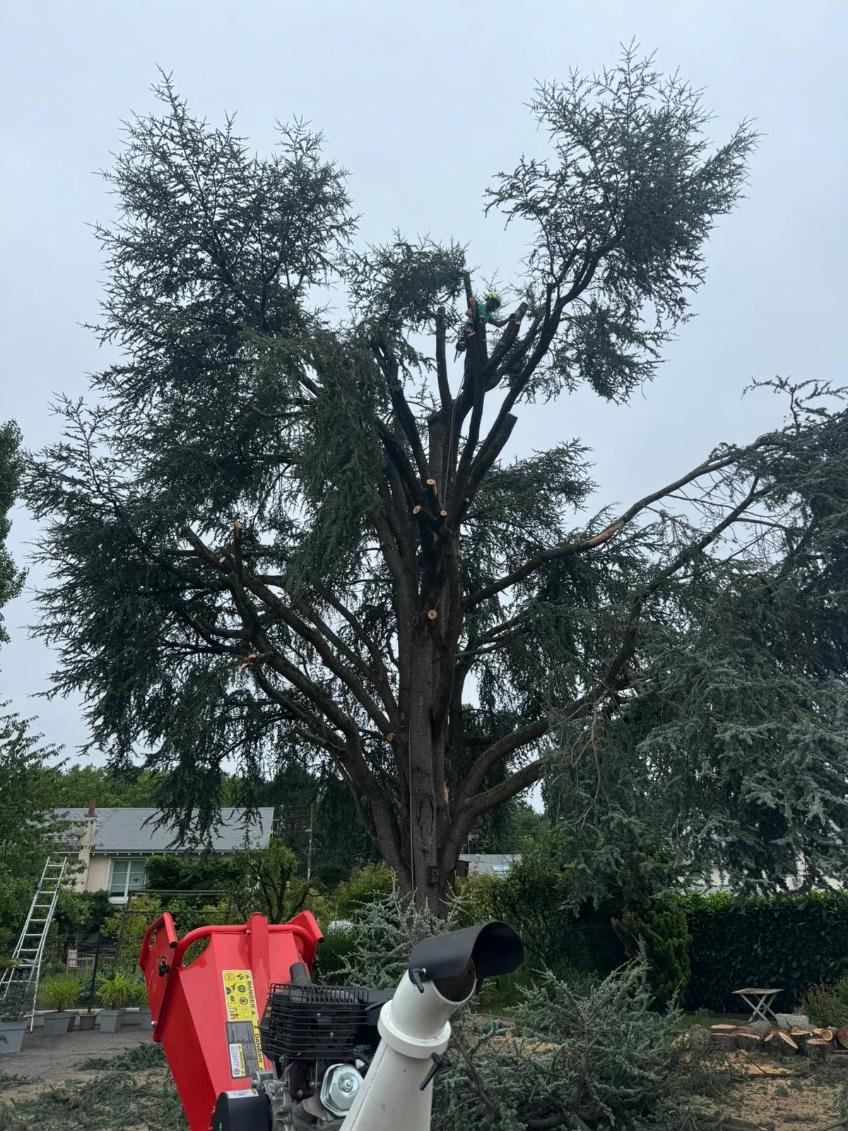 Travaux forestiers et abattage de parcelle par un élagueur forestier