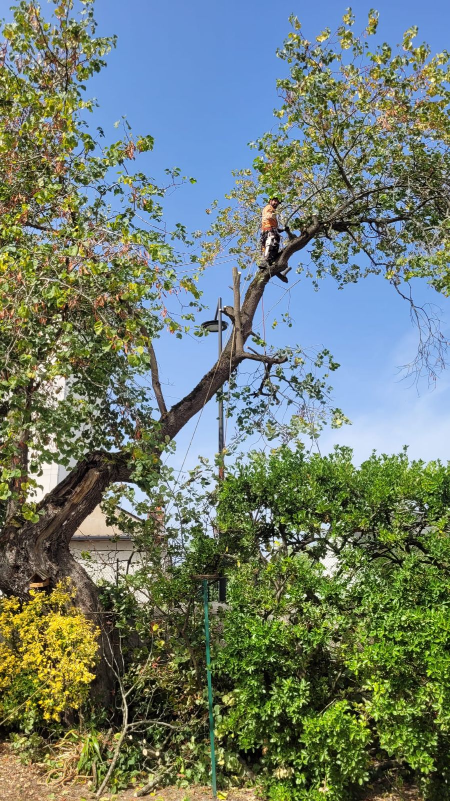 Abattage d'arbre en milieu urbain à Tours