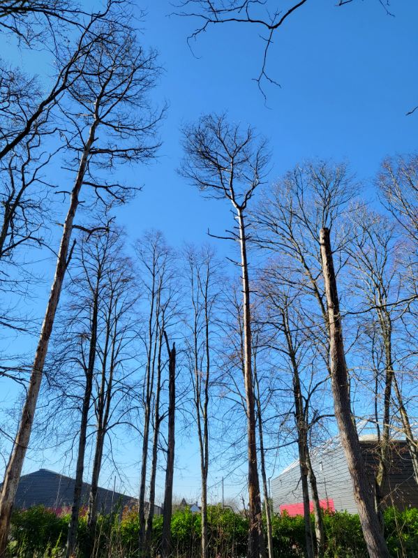 Élagueur grimpeur arboriste en intervention sur corde et harnais dans un arbre en Indre-et-Loire