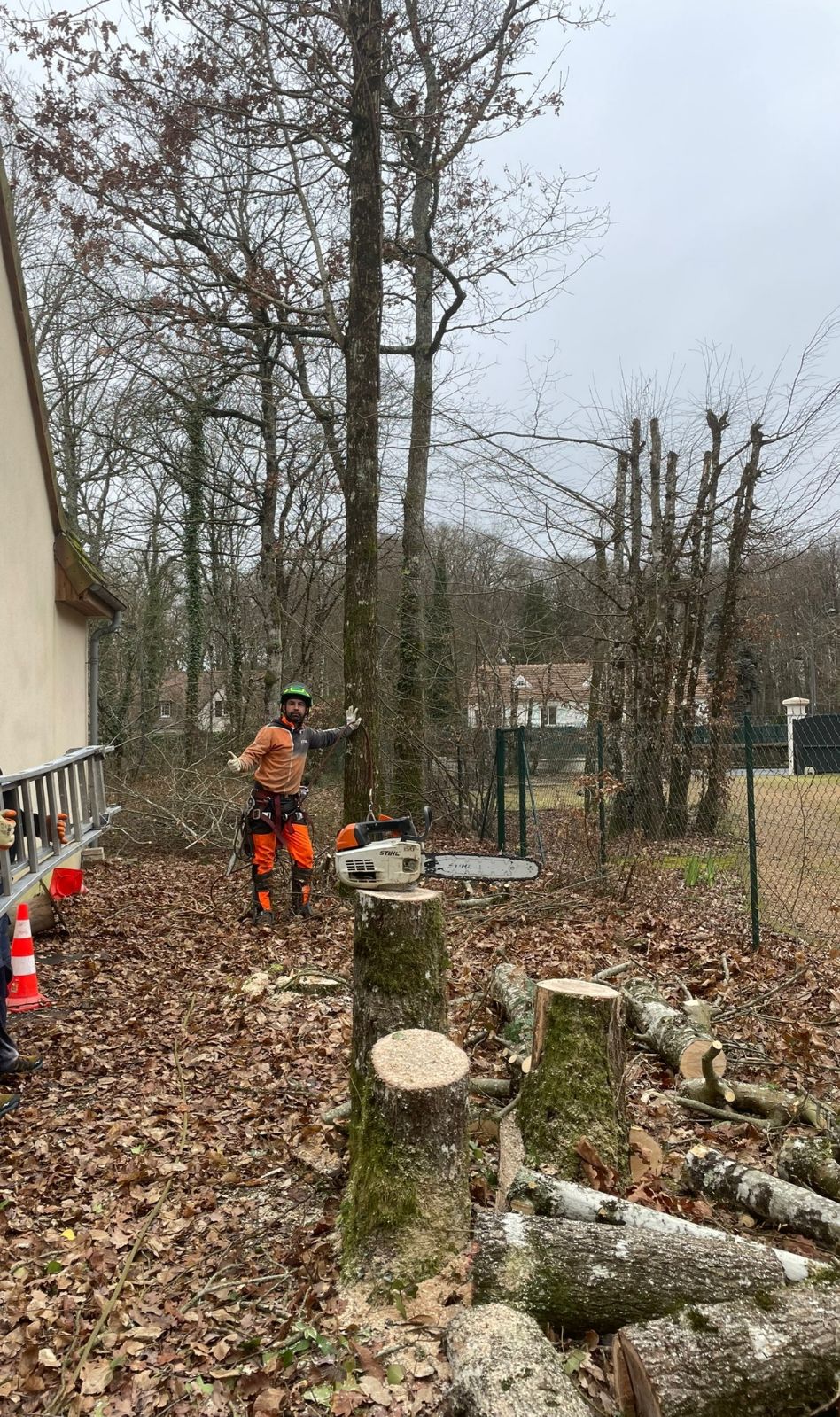 Taille raisonnée d'un arbre d'ornement