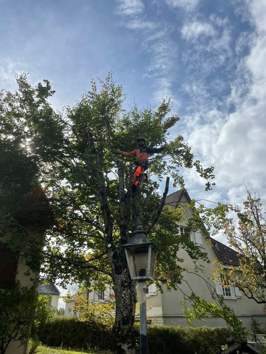 Élagueur en hauteur sur corde et harnais