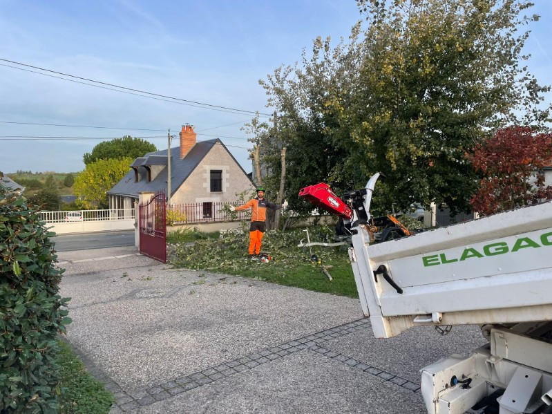 Étêtage d'un arbre trop haut