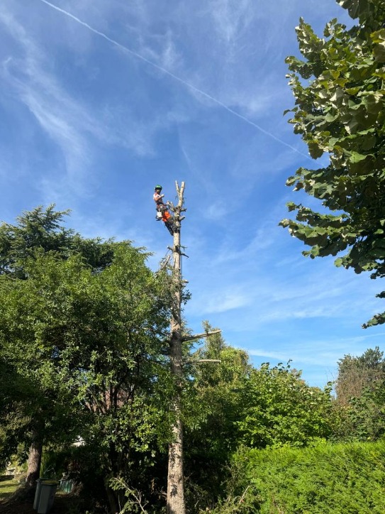 Abattage d'arbre dangereux sécurisé