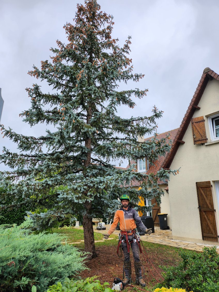 Élagage de branches près des réseaux électriques et sur toiture à la nacelle