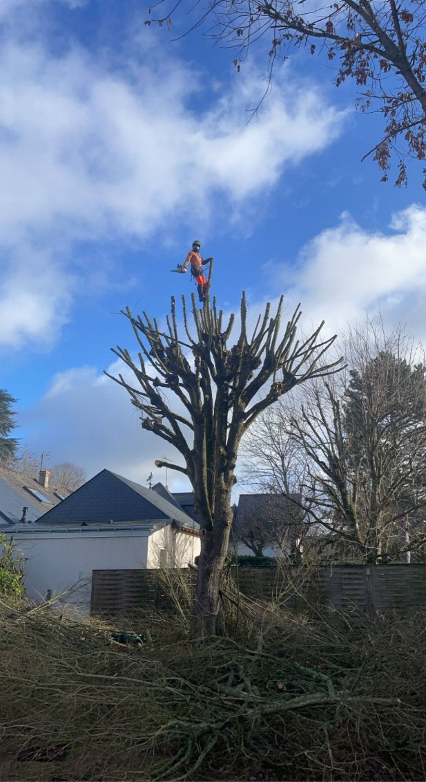 Intervention d'urgence après tempête — Élagueur Viss Mickaël, Indre-et-Loire (37)