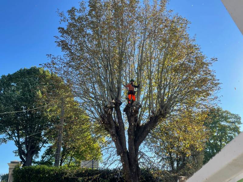 Élagage et taille raisonnée du houppier d'un arbre