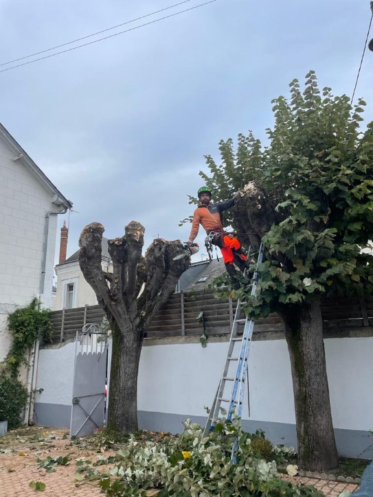 Étêtage et réduction de couronne d'un arbre trop haut